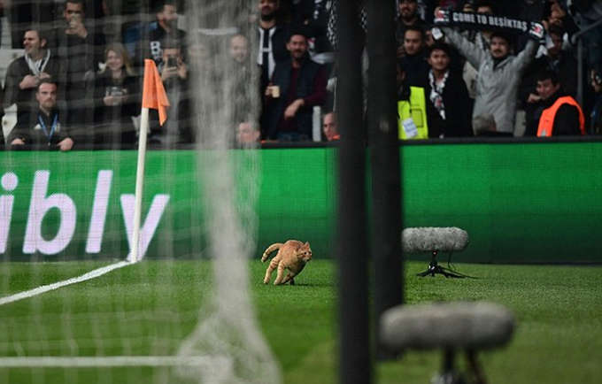 Một chú mèo bỗng nhiên xuất hiện trên sân Vodafone, khi trận đấu tối 14/3 giữa Besiktas và Bayern đang diễn ra ở phút 50. Theo tờ Daily Mail, chú mèo do một CĐV chủ nhà lén đem vào sân