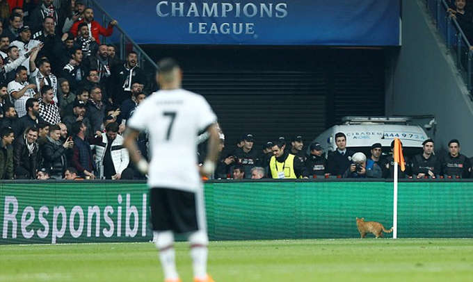 Sự cố khiến trận đấu bị tạm dừng vài phút để chờ chú mèo thoát ra ngoài. Khi đó, Besiktas đang bị Bayern dẫn với tỷ số 2-0